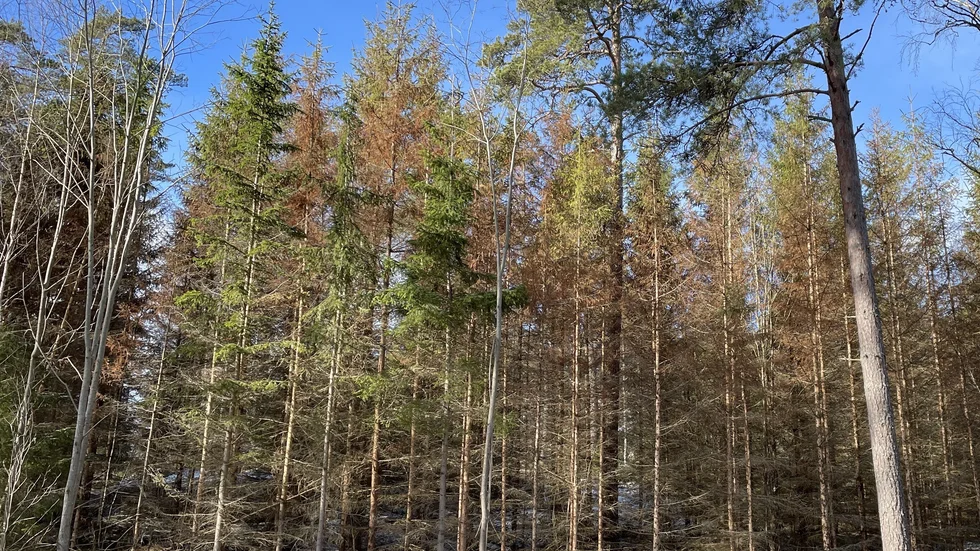 Döda, bruna granar som har angripits av dubbelögad bastborre.