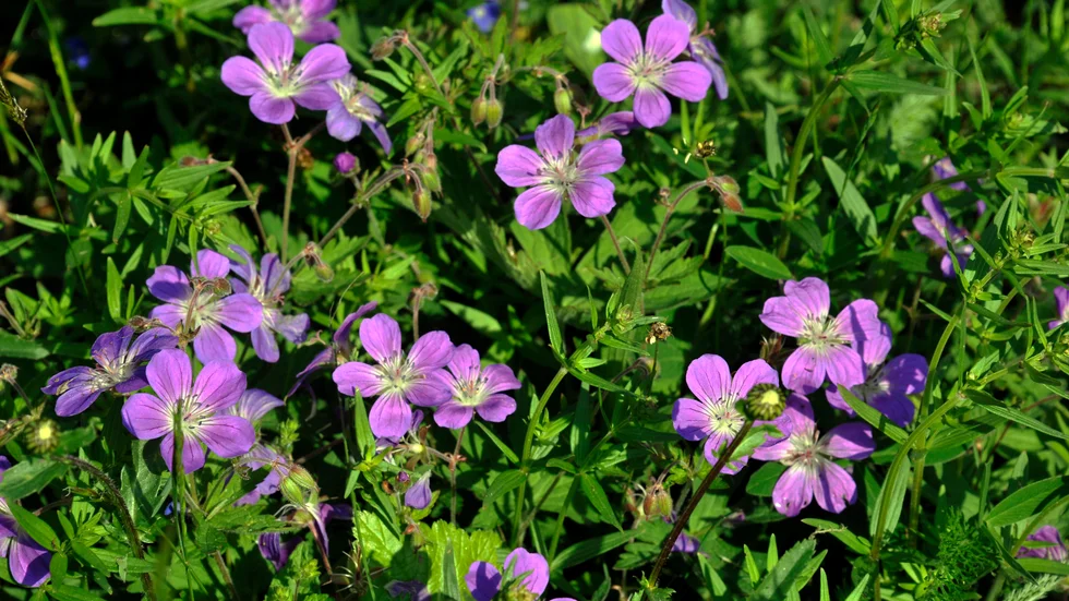 Kanske blir det sju nya sorters blommor som hamnar i midsommarbuketten. Arkivbild.