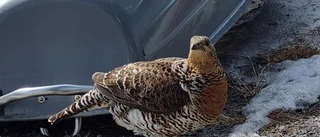 Närgången fågel                          
