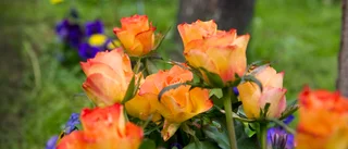 Vem är det som stjäl blommor i Västra minneslunden?