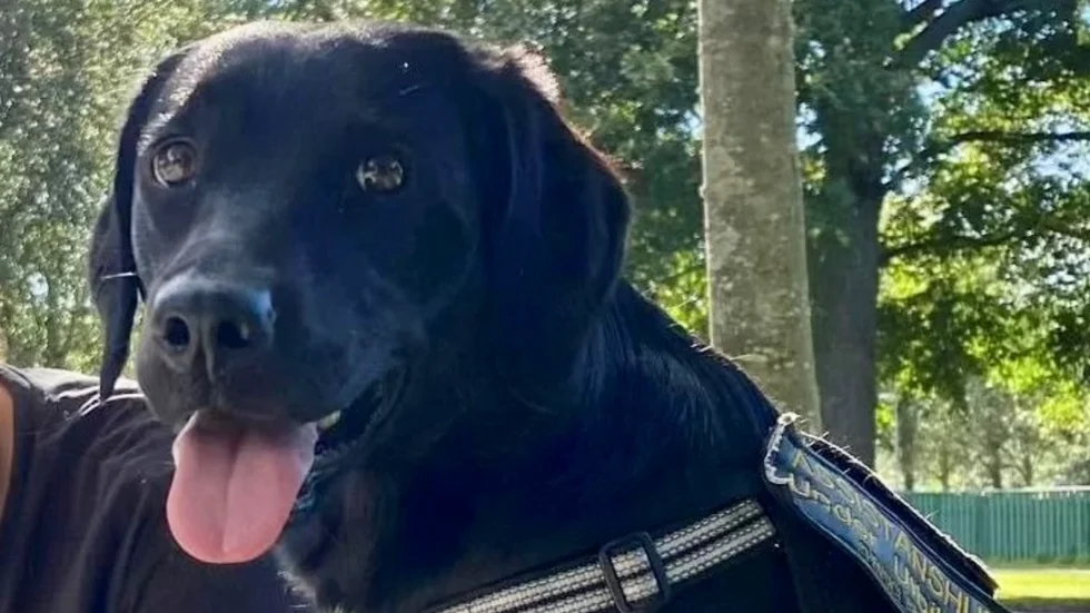 Essie fungerar som en psykisk hälsa-hund till Patrik Ölmeborgs dotter.
