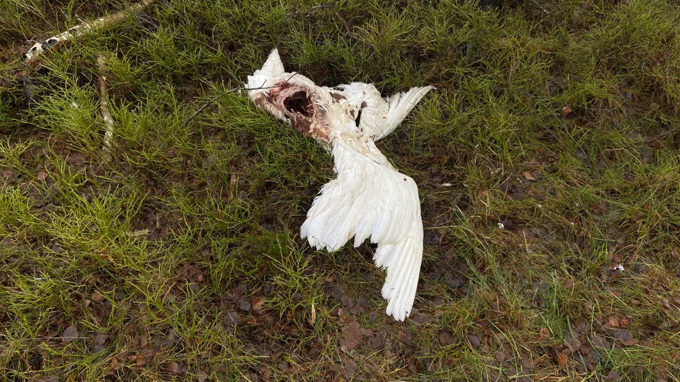 Fredagen den 23 februari hittade SN-medarbetaren Jens Alvin en död svan på Femöre under en promenad. Den låg ett tiotal meter upp i skogen och ser ut att ha angripitis av något annat djur.