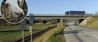 Kalv i trafiken blev sak för polisen