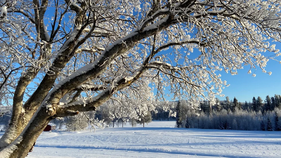 Vinterbilden är i dag från Vilkos, Överkalix där Carina Glim fångade kontasten mellan den rimfrostiga rönnen och den klarblå himlen denna 32-gradigt kalla morgonen.