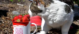 Håll fula gubbar borta från midsommarbordet