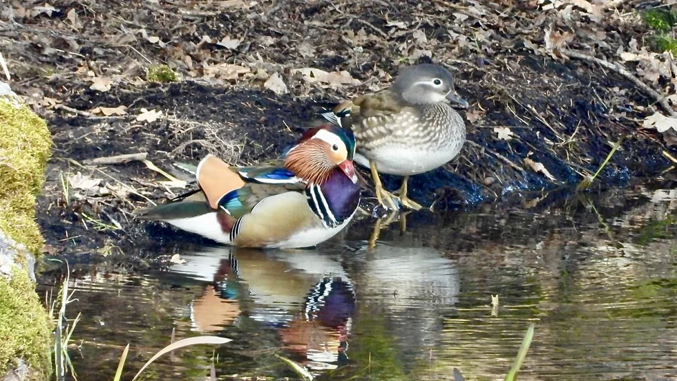 Hane och hona av arten mandarinand fotograferad söndag förmiddag vid Svartån mittför Skattegården i Lundby.