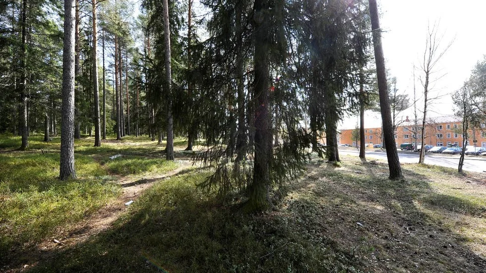 LJUNGS MINNE. Detta lilla skogsparti nära Tunastigen kan bli ett bostadsområde. Området går under namnet Martin Ljungs knabbe.