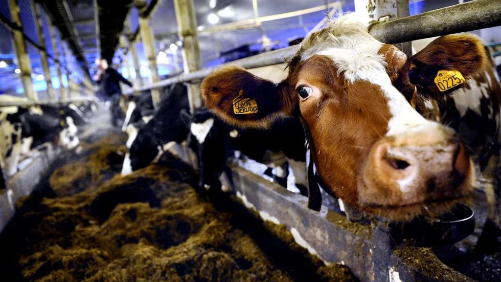 Magra och utmärglade. 46 kor ska ha vanvårdats enligt en stämningsansökan.