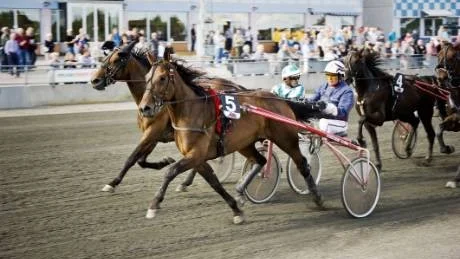 Tillbaka. Senast Nimbus Nick vann lopp var oktober 2009. Med Kenneth Enbom i sulkyn är åttaåringen tillbaka i vinnarsnacket igen. Foto: Eurobild