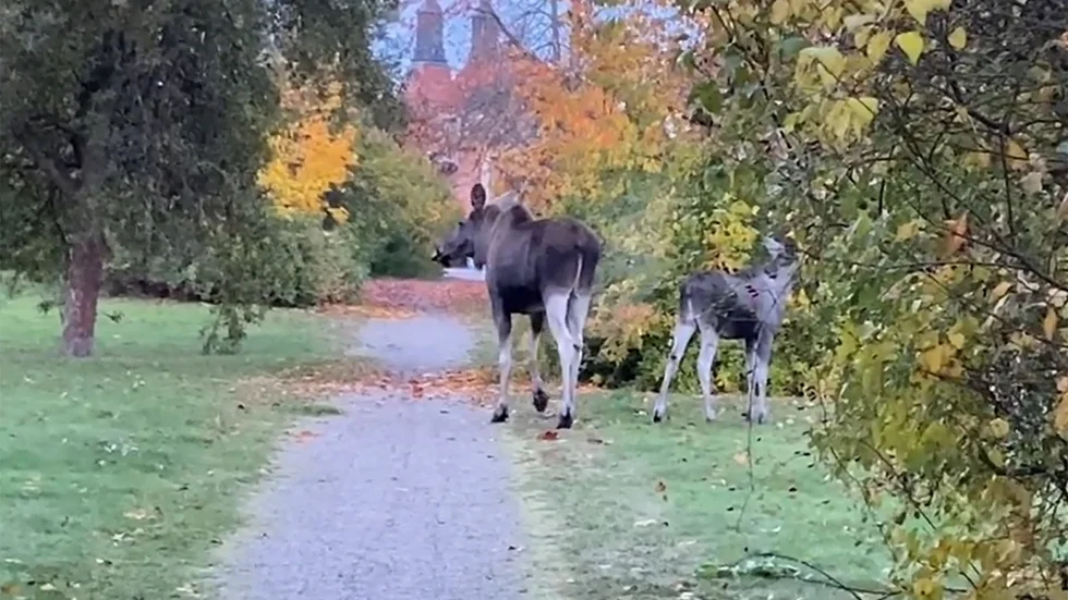 En älgko och hennes kalv på promenad i Eskilstuna.