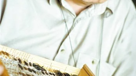 FÄRRE INSEKTER. Tidigare jägmästare Stig Lundberg har märkt att antalet mygg och flugor minskat i år. Han tror det beror på att det varit så varmt och torrt i naturen. Stig Lundberg är annars mest känd för att ha Nordens största samling av skalbaggar. FOTO: ANDERS ALM