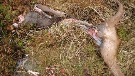 BJÖRNMAT. En av flera dokumentationer av björndödade älgar sker i Gällivare skogssamebys område. Enligt samebyns beräkningar visar dessa att så många som 630 älgar kan ha björndödats sedan 15 maj - och ännu fler renar.