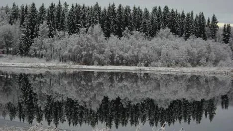 Spegelbid över sundet en tidig novembermorgon. Öppet vatten och snötyngd vass, is i strandkanten, spegelblankt.