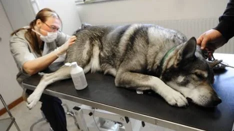 Den nya veterinären Monika Leander undersöker jämthunden Lyckagårdens Boys analsäcksproblem. Till hösten kan Distriktsveterinärerna göra operationer i en större klinik med ett separat smittskyddsrum.