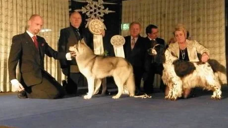 Finalisterna. Siberian Huskyn Wolfmark Double-O-Seven och Engelsk springer spanieln High Score Xciting Xperience visas stolt upp.foto: katarina mosesson