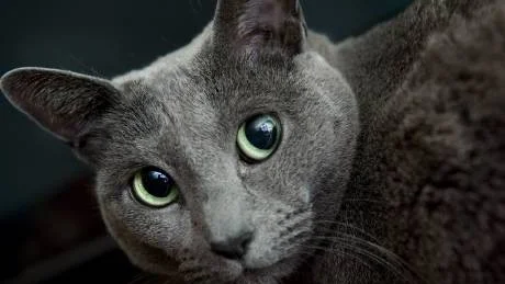 Gröna, klara ögon och blåskimrande päls är särdrag för kattrasen russian blue.