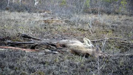 DROGS UPP. Älgtjuren som sjunkit ned i myren drogs upp med hjälp av bil. Den utmattade älgtjuren övervakades sedan av de älgjaktlag som har jakträtt i området.
