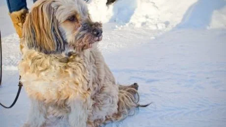 GLÄDJESPRIDARE. Under de tre åren Wilja varit trivselhund på Bergbacka har spritt lugn och glädje på boendet.