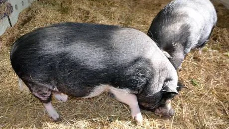 MÅR BÄTTRE. Nu kan grisarna böka utan att hindras av smärtan från vanvårdade klövar.