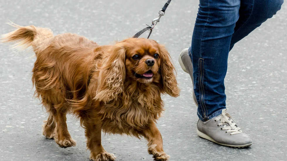 Polisen uppmanar hundägare i Malmö att vara uppmärksamma på sina promenader. Arkivbild.