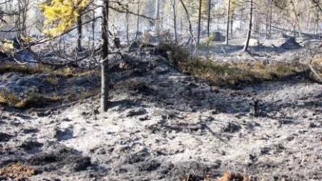 Ett spöklikt månlandskap återstod efter skogsbranden.