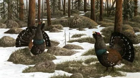 Tjäderspel. Målning av Matsåke Bergström.