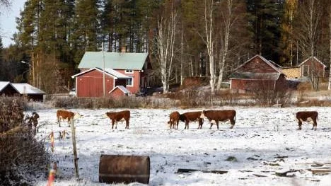 LRF Norrbotten har skrivit en motion till riksförbundsstämman i maj om att boende som klagar på lukt och buller från jordbruket måste kunna bevisa att det är störande. I dag ligger bevisbärdan på bonden enligt miljöbalken. (Arkivbild)