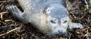 Seal pup hit on E4: police issue warning