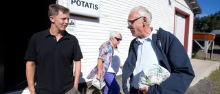 Fina potatisar inför skörden