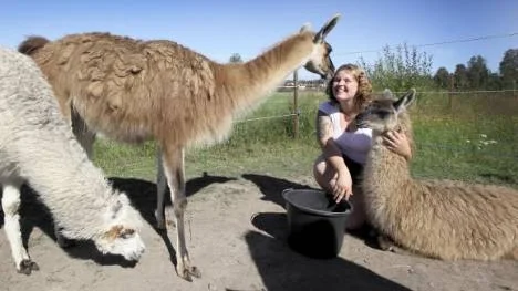 Ett litet minizoo kallar Helena Nyman familjens lamor Ester, Celcius och Loska.