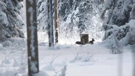 Rådjuren är skygga, men några minuter efter att maten fyllts upp visade de sig för PT:s team.