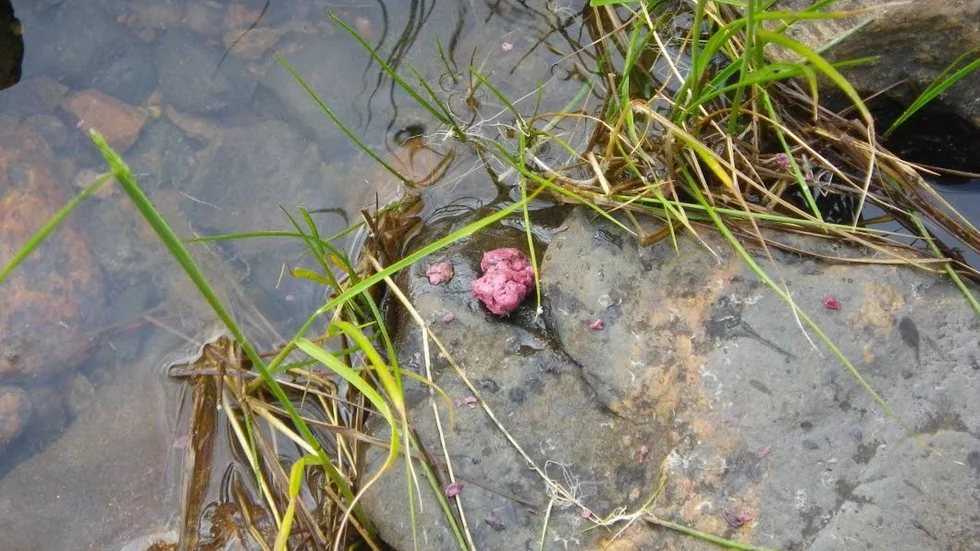 Rosa klumpar. Sjöfartsverket håller på att sanera stranden.