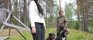Det går vilt till i Linafallet