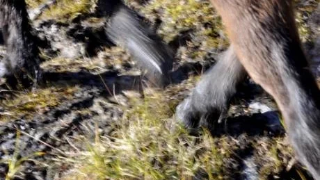 INGA SKOR. Islandshästen är enormt säker på foten och går lugnt och tryggt på smala fjällstigar. En fördel är att hålla dem oskodda då de annars lätt halkar på hala hällar.
