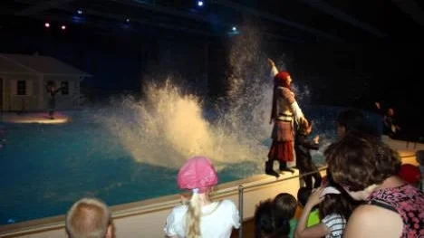 Delfinshowen på Kolmårdens delfinarium är populär hos besökarna. Stundtals stänker vattnet rejält när delfinerna framför sina färdigheter.