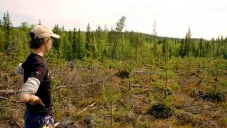 Foto: Håkan Zerpe HAVSNÄRA. I skogskanten slog troligen vågorna in från havsviken där Bodträskån nu rinner. Området nyttjades som boplats av stenåldersfolket.
