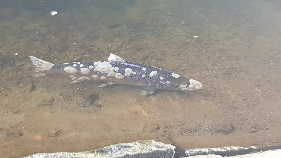 Infektionen kan kännas igen på de vita böldliknande fläckarna som formas längs med laxens kropp.