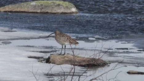 En storspov har sista veckorna i april och början av maj gästat Arjeplog.