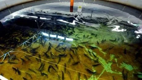 STOPPAS? EU vill förbjuda utsättning av odlad laxsmolt. Det innebär stopp för bland annat fiskeodlingen  i Heden på bilden.