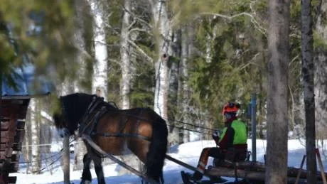 SEGRARE. Daniel Lundgren och nordsvensken Vallman kammade hem segern i brukskörnings-DM. "Det var oväntat men kul", säger segraren.