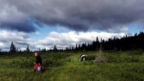 FAR ILLA. Bulgariska bärplockare i Uppland har inte fått lön och dessutom blivit utsatta för stenkastning. Polaricas vd Tommy Innala ryter till om missförhållandena och säger att det behövs noggrannare kontroller av alla led i bärplockningsbranschen. (Personerna på bilden har inget direkt samband med artikeln.)