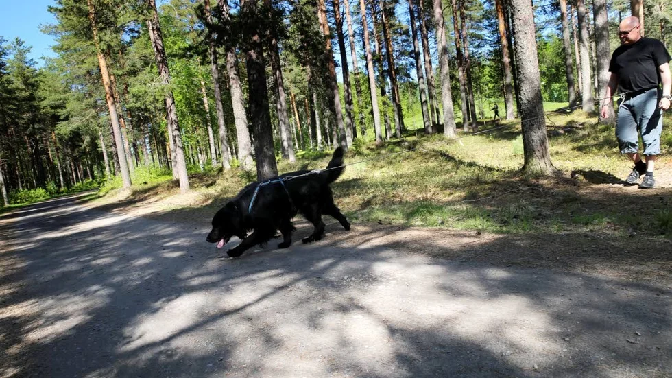 Vill rädda liv. När Rozz spårar går det undan och enligt Tomas Jönsson är han riktigt duktigt, de har tränat mycket sedan Rozz var unghund. "Om vi en gång får rädda en människoliv så skulle all vår träning betala sig", menar han.
