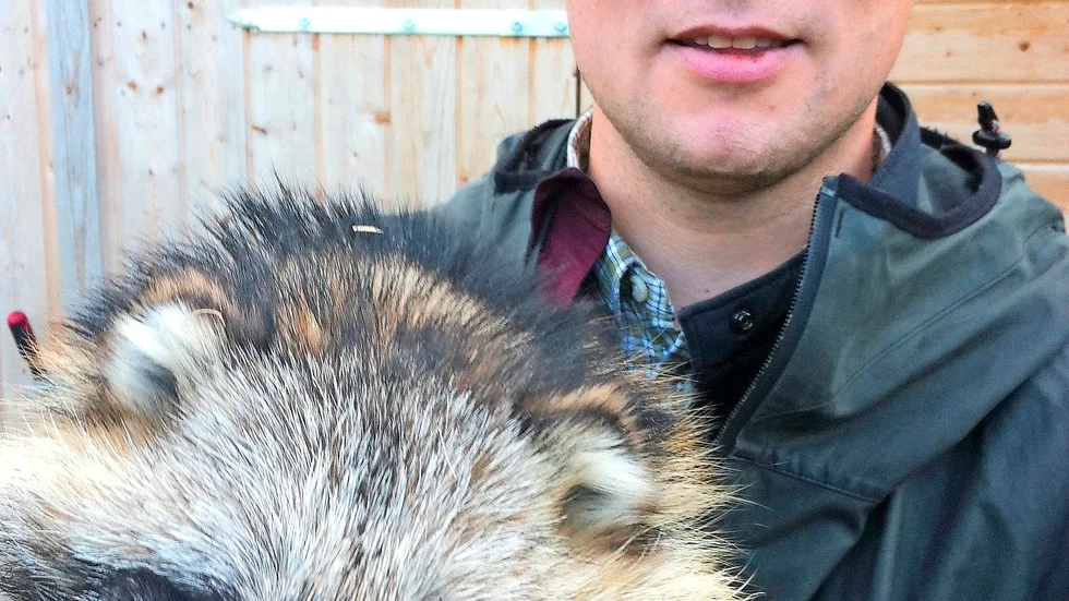 Så här ser de ut. P-A Åhlén håller i en mårdhund.