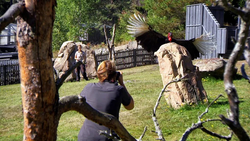Kolmården. Kändisarna ställs inför en svår utmaning när de måste ta den bästa bilden på en flygande rovfågel. Här Manfred, en marknäshornsfågel.