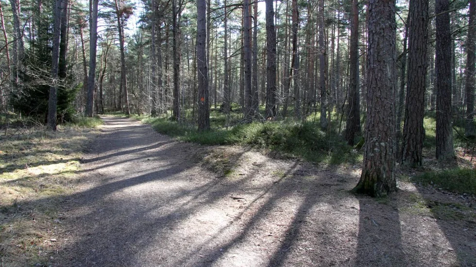 Någonstans i Vrinneviskogen. En 15-årig flicka har anmält att hon utsattes för sexuellt övergrepp.