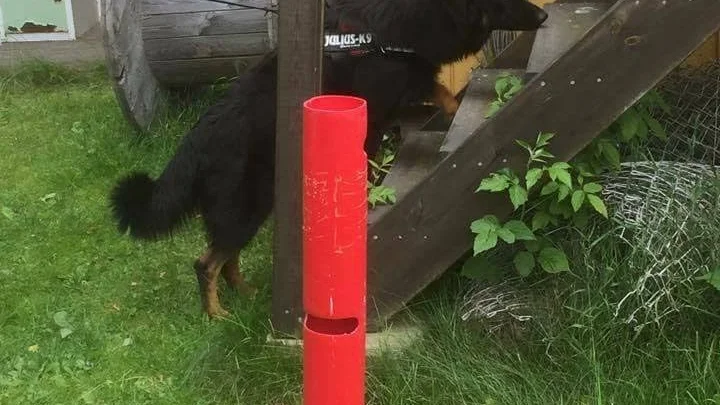 Sökningar. Hundarnas uppgift vid denna tävlingsgren var att hitta gömda doftkällor.