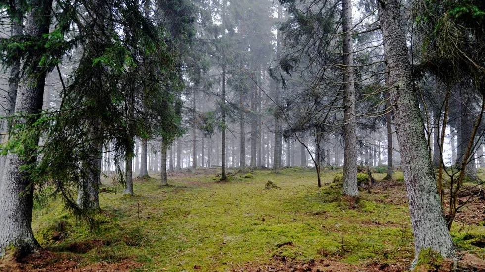 Flyttar. Vindfällena är färre efter uppröjning, då ökar risken för angrepp på stående skog.