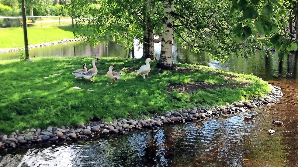 Idyll. Nordanå och promenadstråken längs älven är några områden som förstörs av bron, menar skribenten.