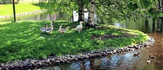 Centrumbron förpestar stans finaste idyll