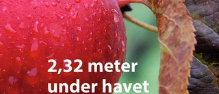 Välskrivet om en pappa och dotters trasiga relation – ett äppeldoftande drama